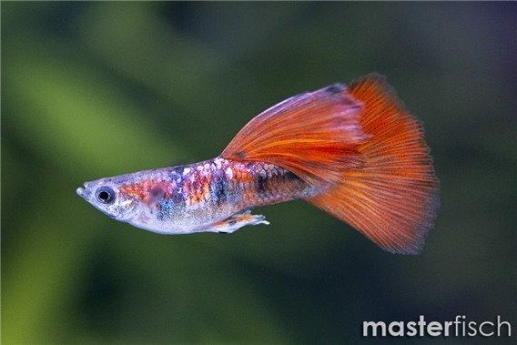 Guppy red tiger
