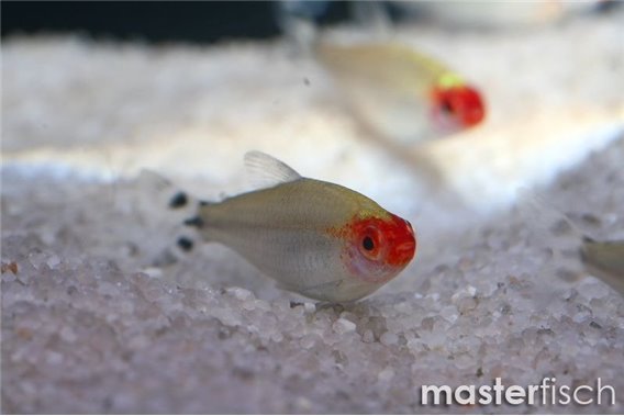 Rummy-nose tetra