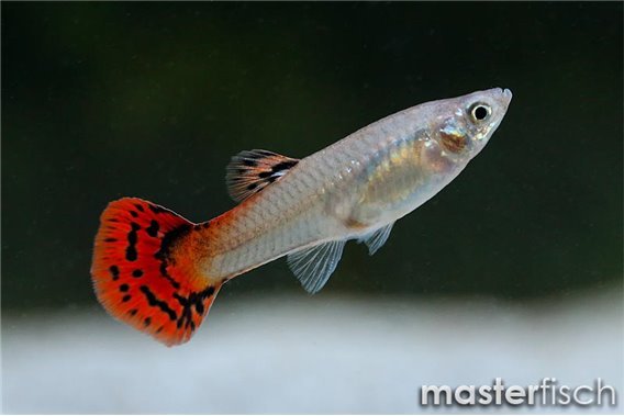 Red King Cobra Guppy