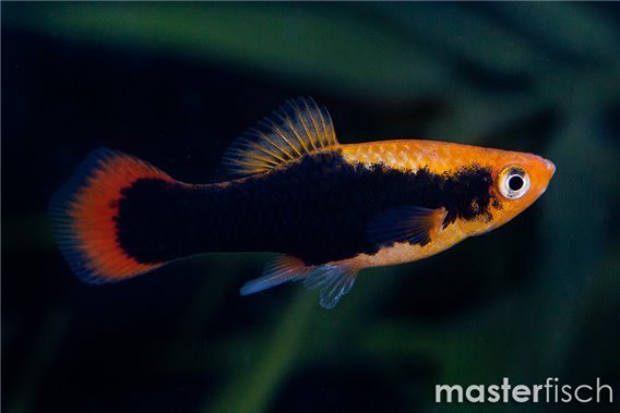 Orange tuxedo platy