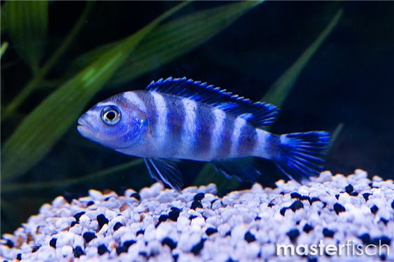 Chindongo demasoni