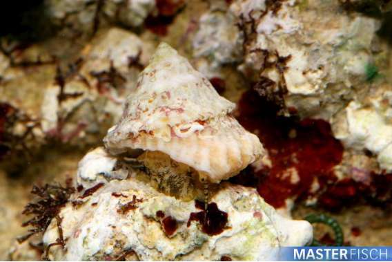 Spiny Shell