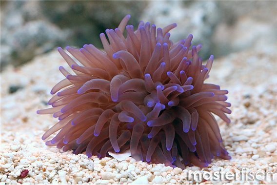 Purple milk anemone