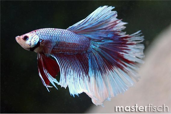 Figthing Fish Half Moon Solid Color