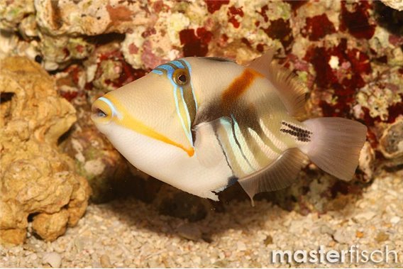 Picasso Triggerfish