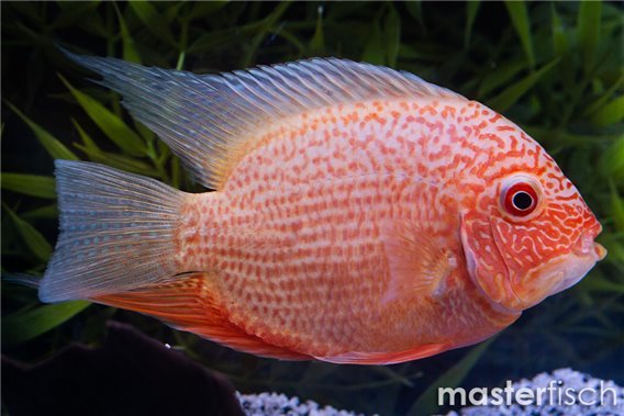 Red-Spotted Severum