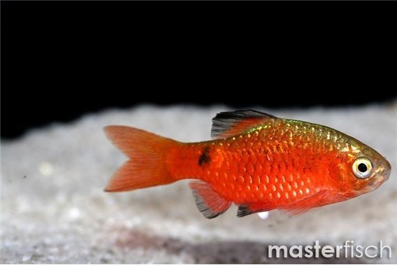 Barbus conchonius red black (Puntius)