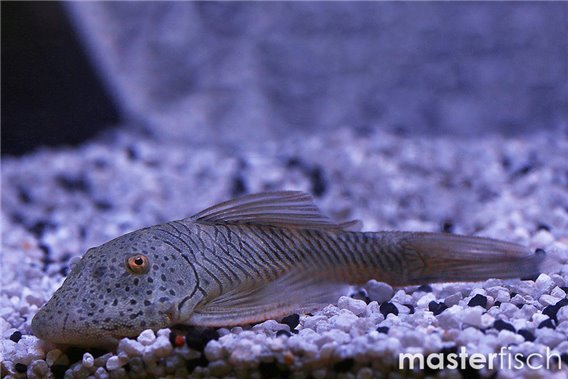Mountain stream catfish