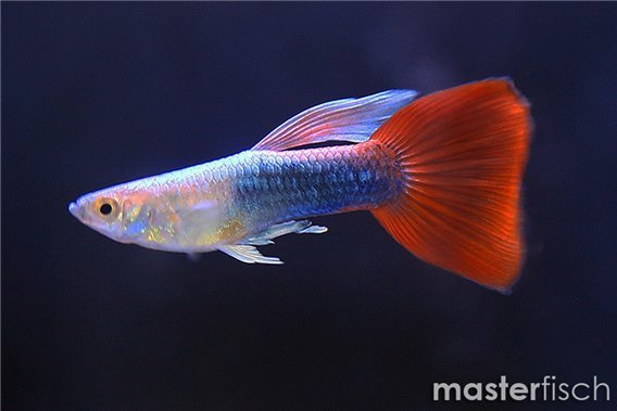 Red neon guppy