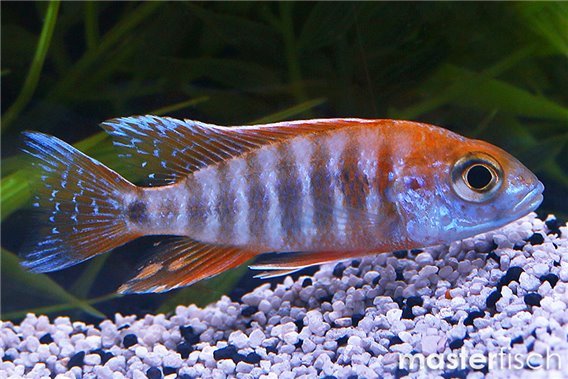 Aulonocara eureca red