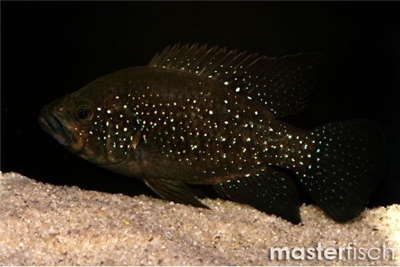 Starry-night cichlid