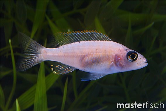 Sciaenochromis fryeri snow white