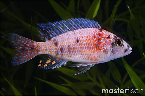 Aulonocara calico fire red