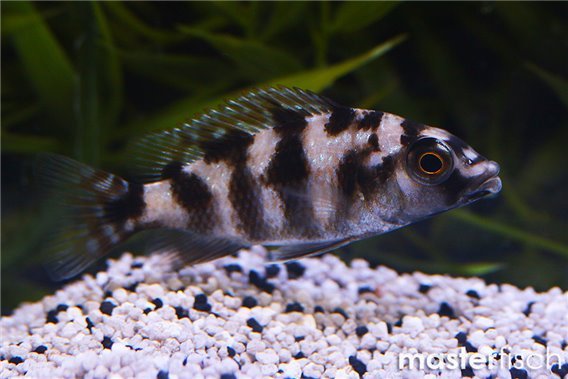 Protomelas fenestratus Taiwan