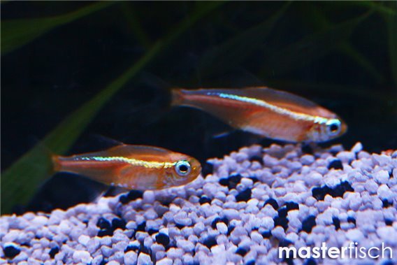 Orange Neon Tetra