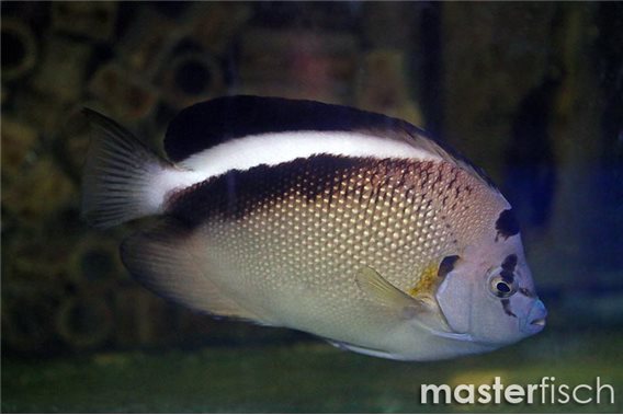 Griffis angelfish