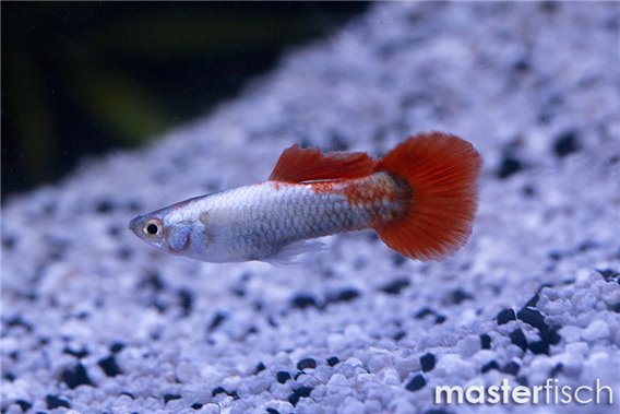 Guppy santa buddy