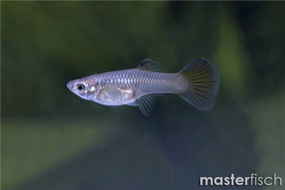 Guppy blue sapphire
