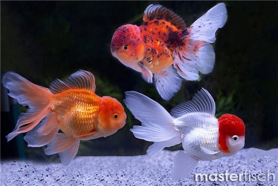 Mix lionhead goldfisch premium