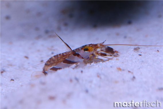 Yellownose Prawn-goby + 1 Alpheus shrimp