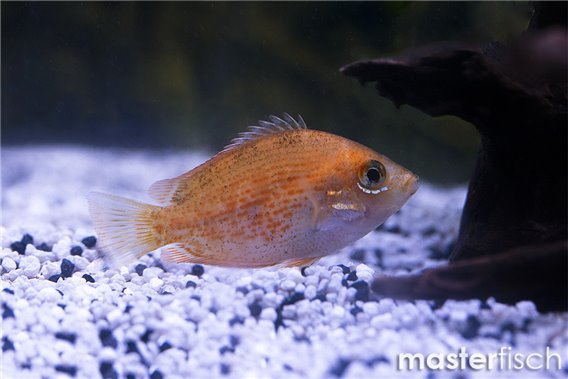 Etroplus maculatus gold