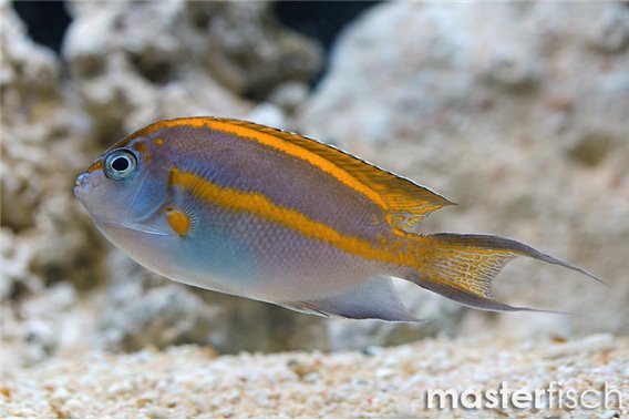 Bellus Angelfish