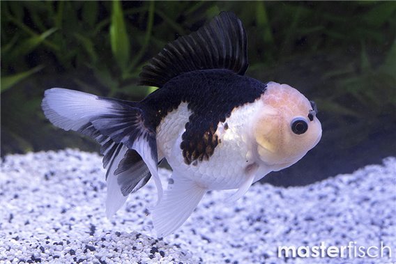 Panda Lionhead Goldfish premium