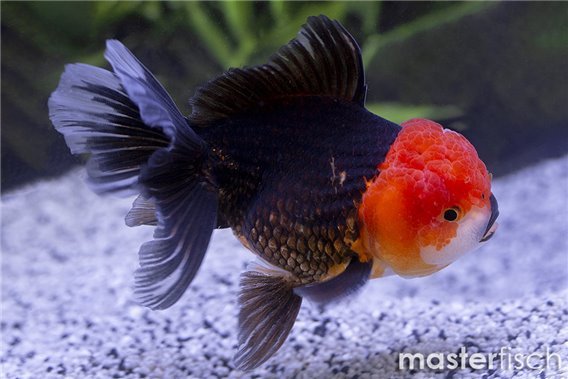 Red jelly Lionhead Goldfish premium