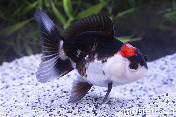 Tricolor Panda Lionhead Goldfish premium