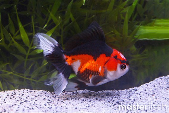 Tricolor Lionhead Goldfish premium
