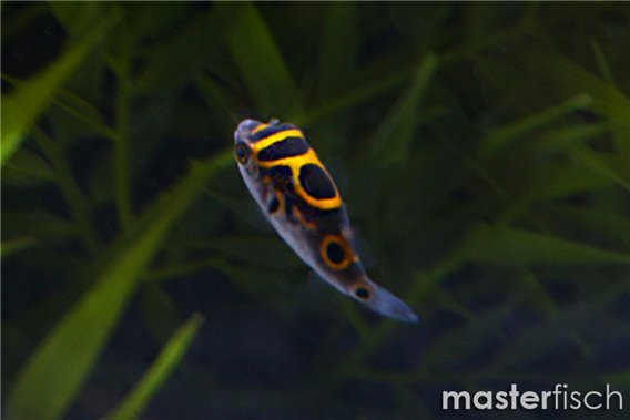 Eye Spot Pufferfish