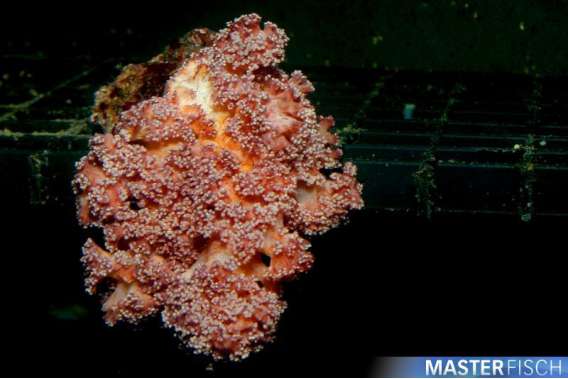 Leafy Soft Coral Rubeola