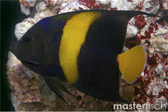Arabian angelfish