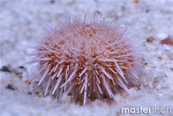 Salmacis Sp. "Pink Lady"
