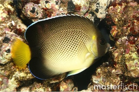 Yellowtail Black (bred)