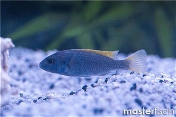 Yellow-tail acei
