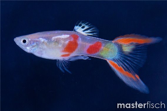 Guppy calico double sword