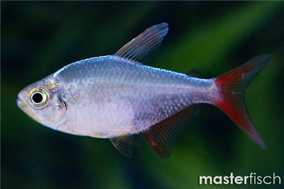 Red-blue columbian