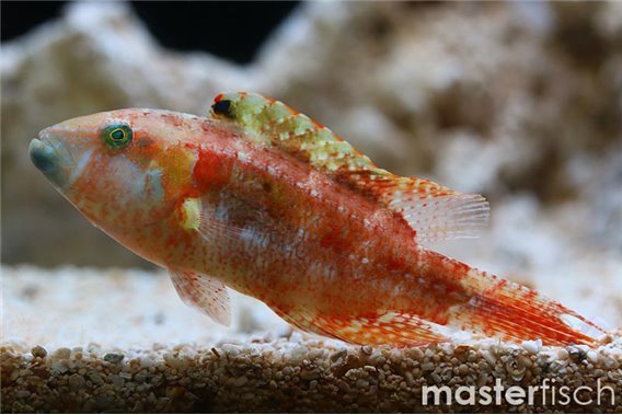 Two-spot wrasse