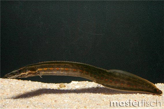 Fire Eel