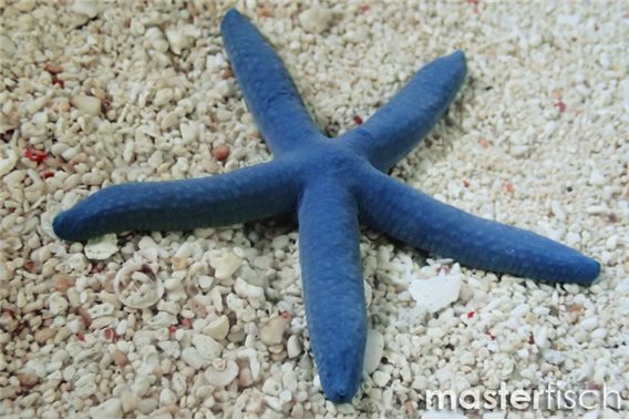 Blue Starfish