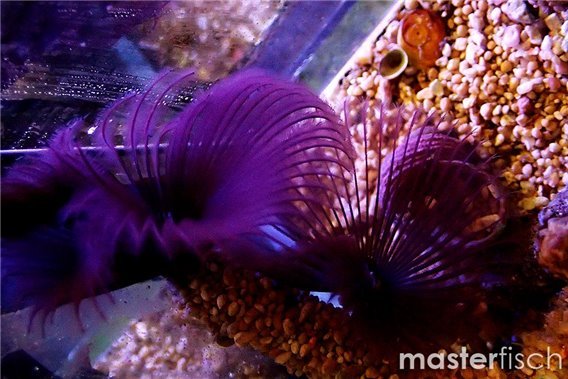 Sabella Purple Black