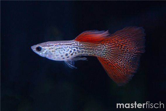 Guppy red lace
