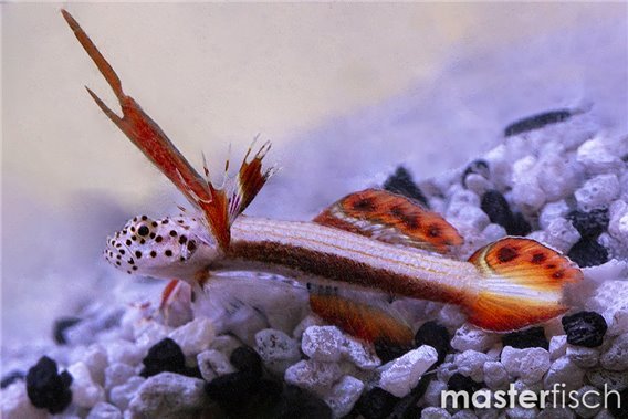 Spikefin Goby