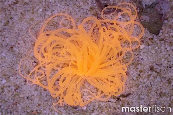 Orange tube anemone premium