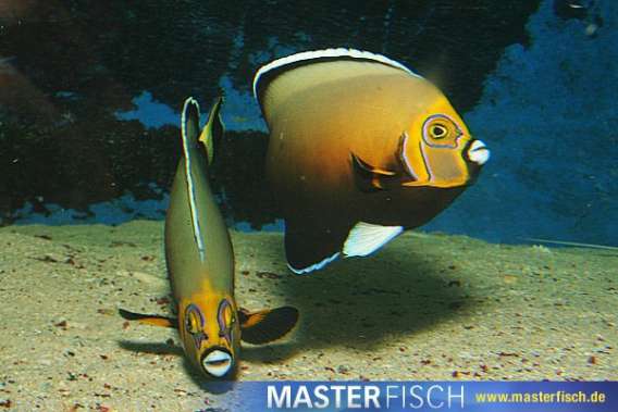 Conspicuous angelfish