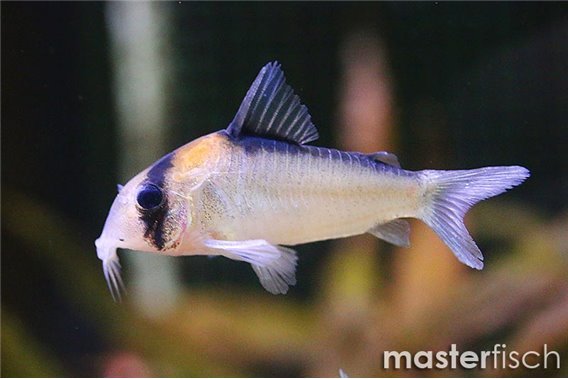 Adolfo's corydoras