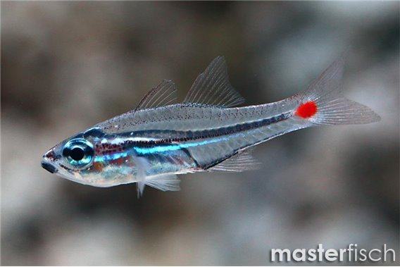 Red spotted cardinalfish