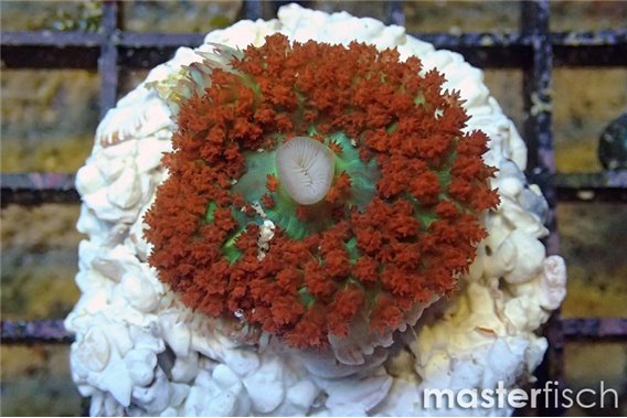 St. Thomas anemone red