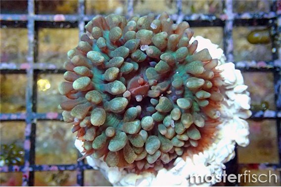 St. Thomas anemone green